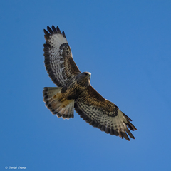 Common Buzzard photo 6