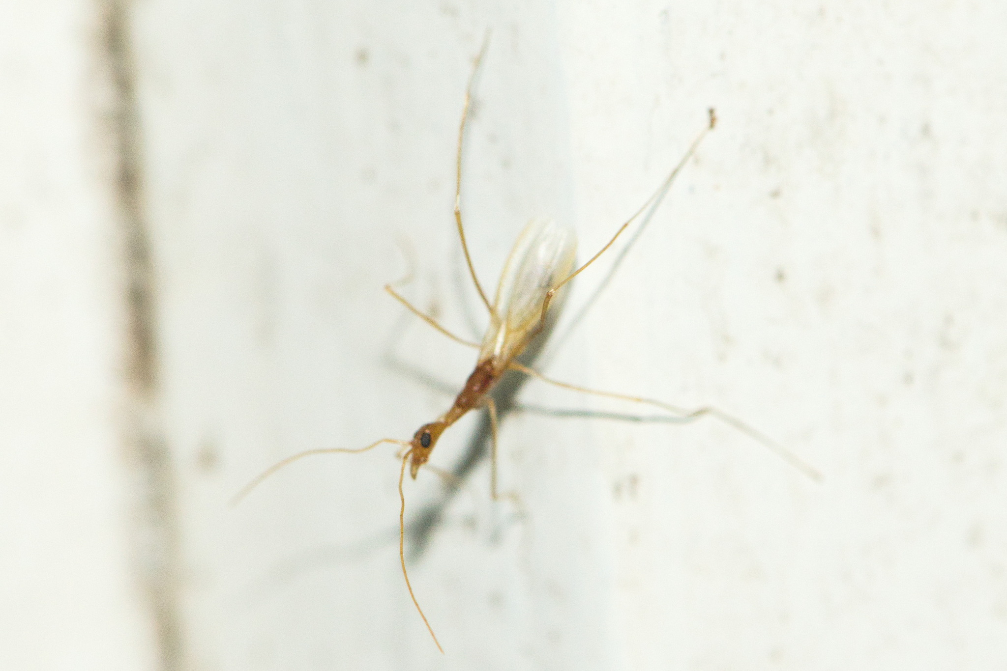 Leptomyrmex