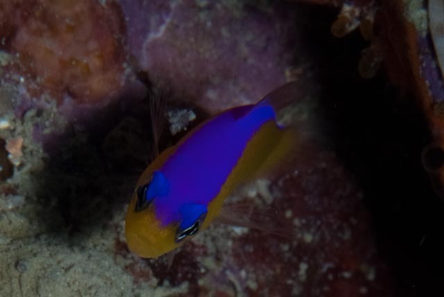 Bicolor Dottyback