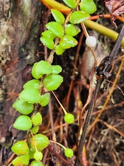 Sphyrospermum buxifolium image