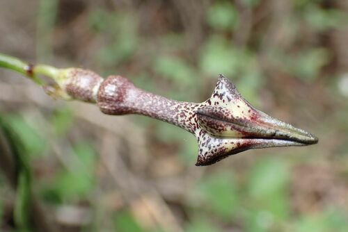 Image of Nile Ceropegia (Ceropegia nilotica) by no rights reserved