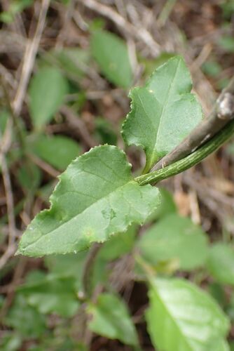 Image of Ceropegia nilotica by no rights reserved