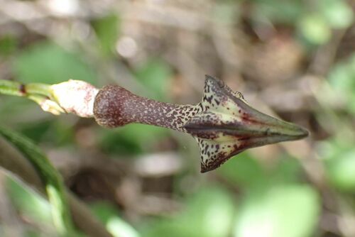 Ceropegia nilotica