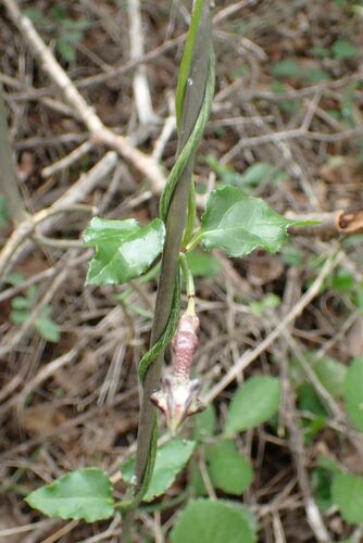 Image of Ceropegia nilotica by no rights reserved