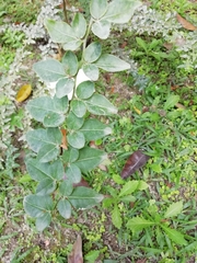 Triphasia trifolia