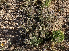 Phacelia coerulea