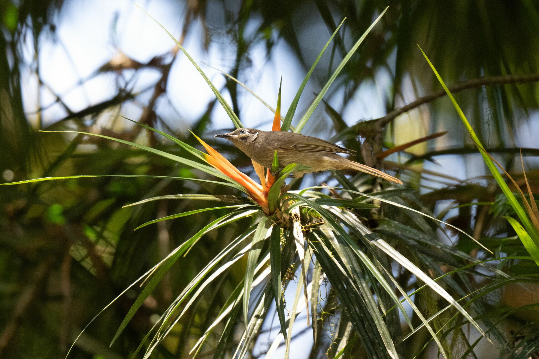 Eungella Honeyeater (Bolemoreus hindwoodi), photo 2