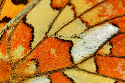 Pearl-bordered Fritillary