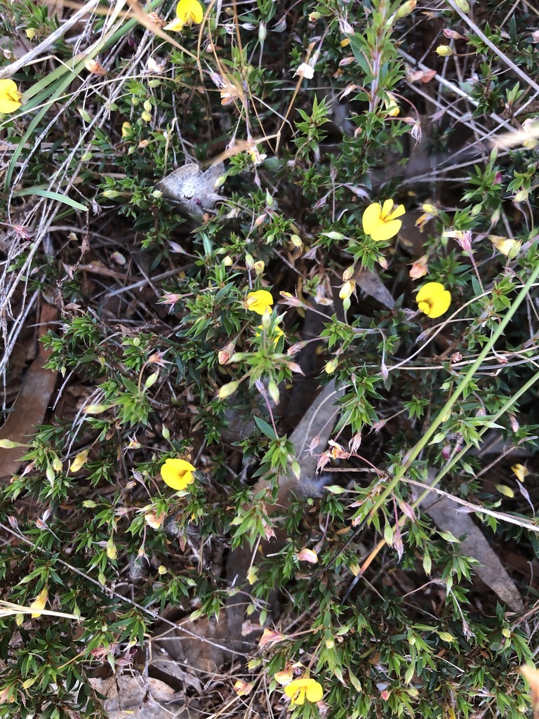 Matted Bush Pea From Desert Camp Sa Australia On November