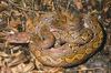 Kayaudi Dwarf Reticulated Python - Photo (c) David G. Barker, some rights reserved (CC BY-NC), uploaded by David G. Barker