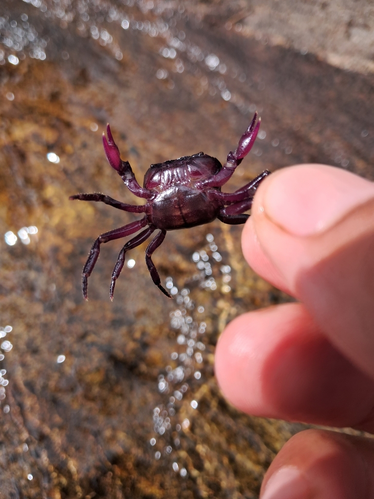 Pusillosa pusilla