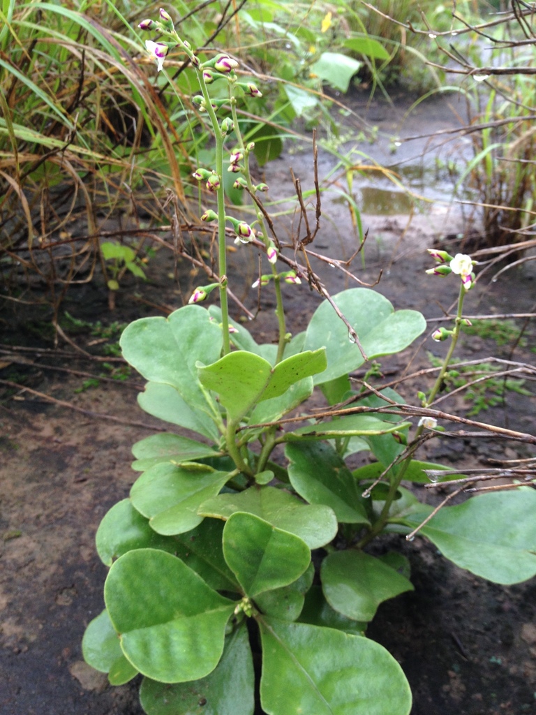 Amphipetalum