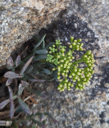 Rock samphire (Crithmum maritimum)