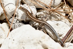 Vanuatu Snake-Eyed Skink photo 2