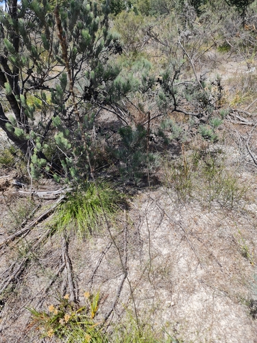 Image of Haemodorum spicatum by (c) Belinda Forbes, some rights reserved (CC BY)