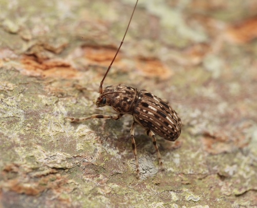 Apolectella
