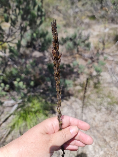 Image of Haemodorum spicatum by (c) Belinda Forbes, some rights reserved (CC BY)