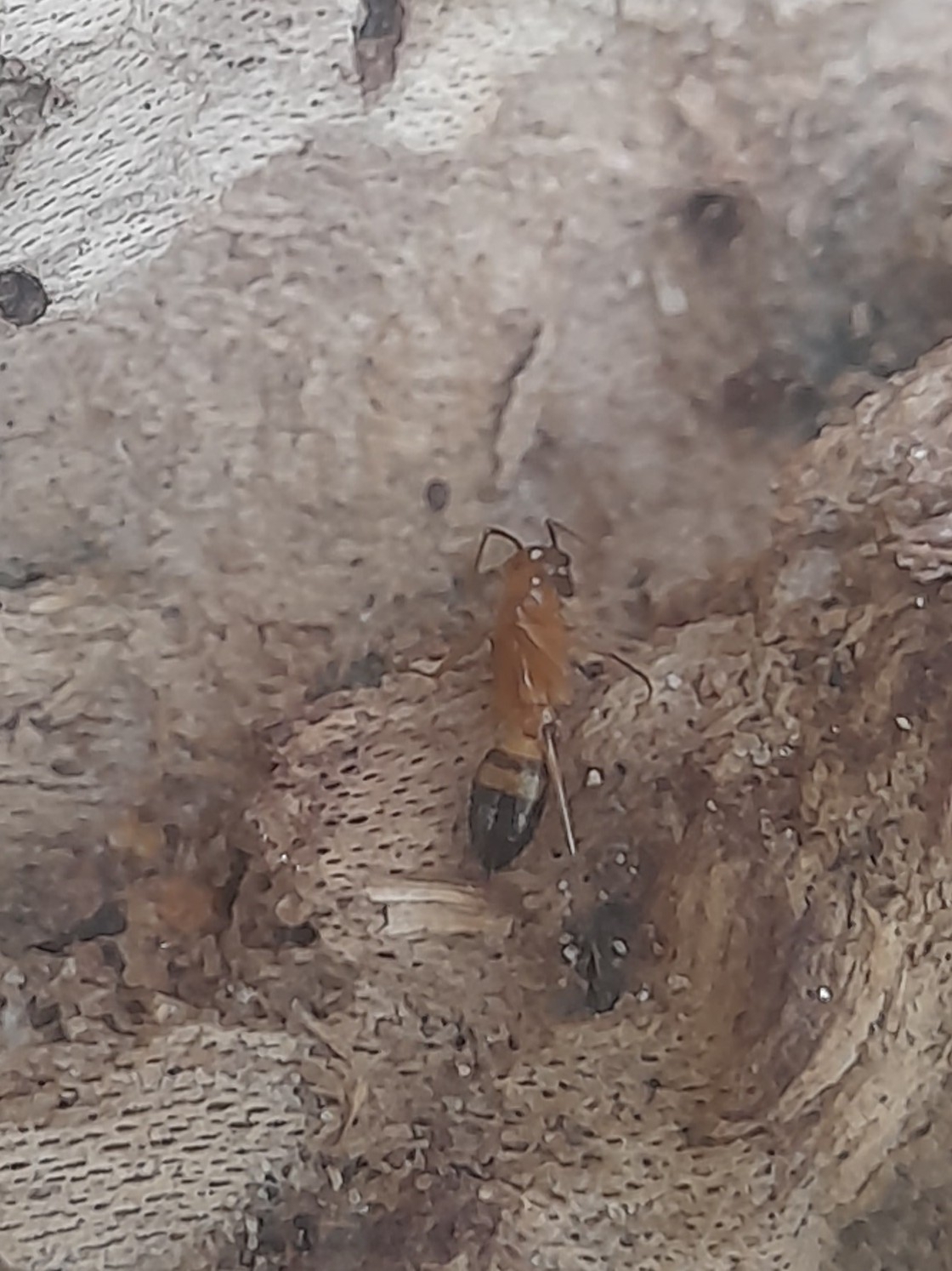 Camponotus meghalayaensis