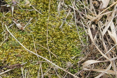 Brachythecium laetum