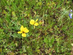 Viola douglasii