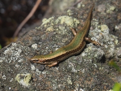Chathams Skink photo 3