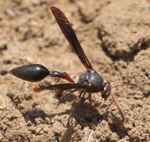 Black Mud Wasp