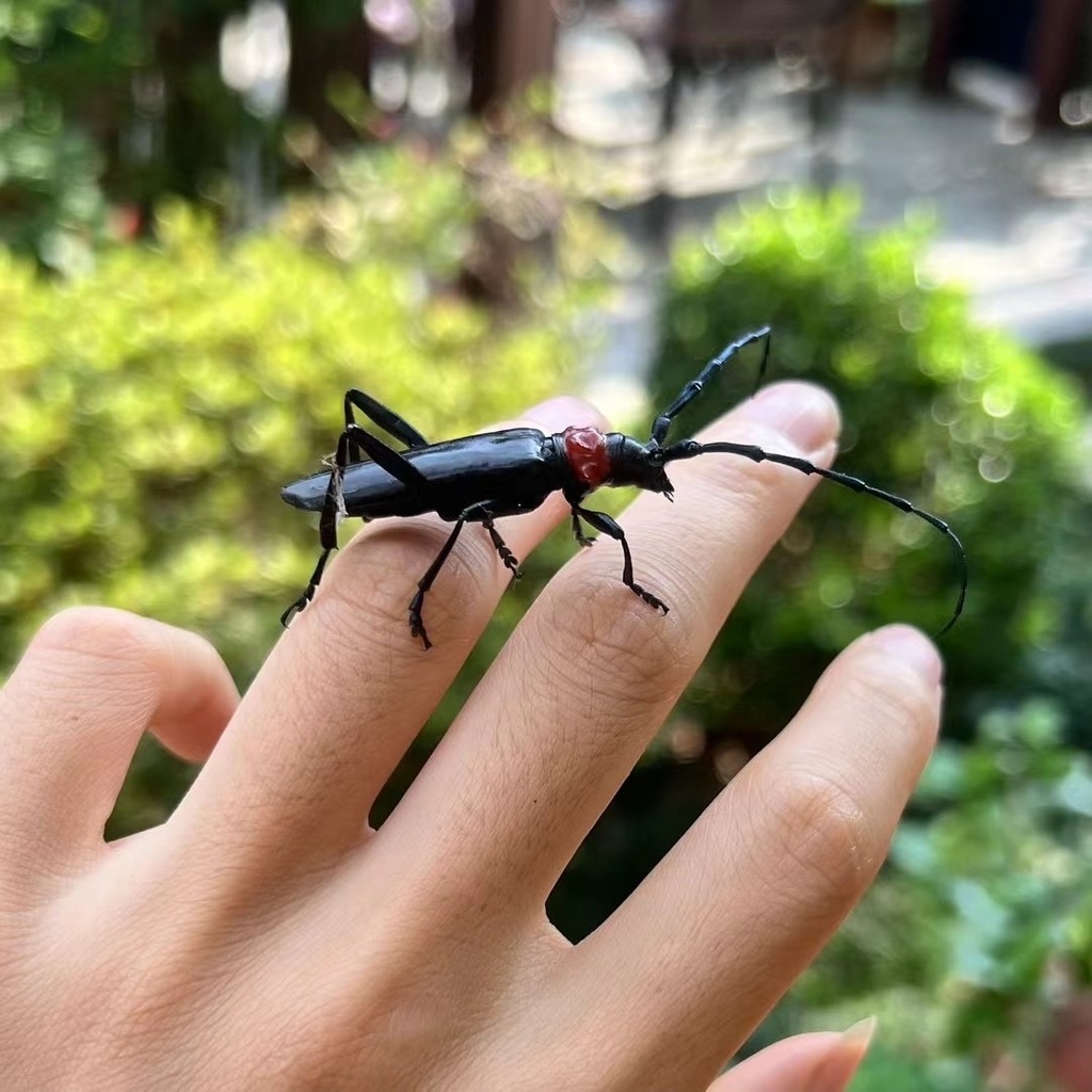 Red necked longhorn beetle from 翡翠湾, 苏州市, 江苏省, CN on November 10, 2023 ...