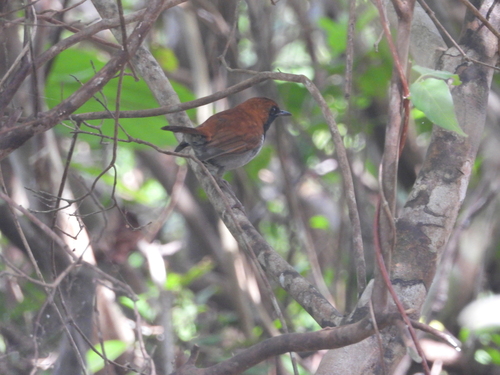 Okinawa Robin (Larvivora namiyei), photo 9