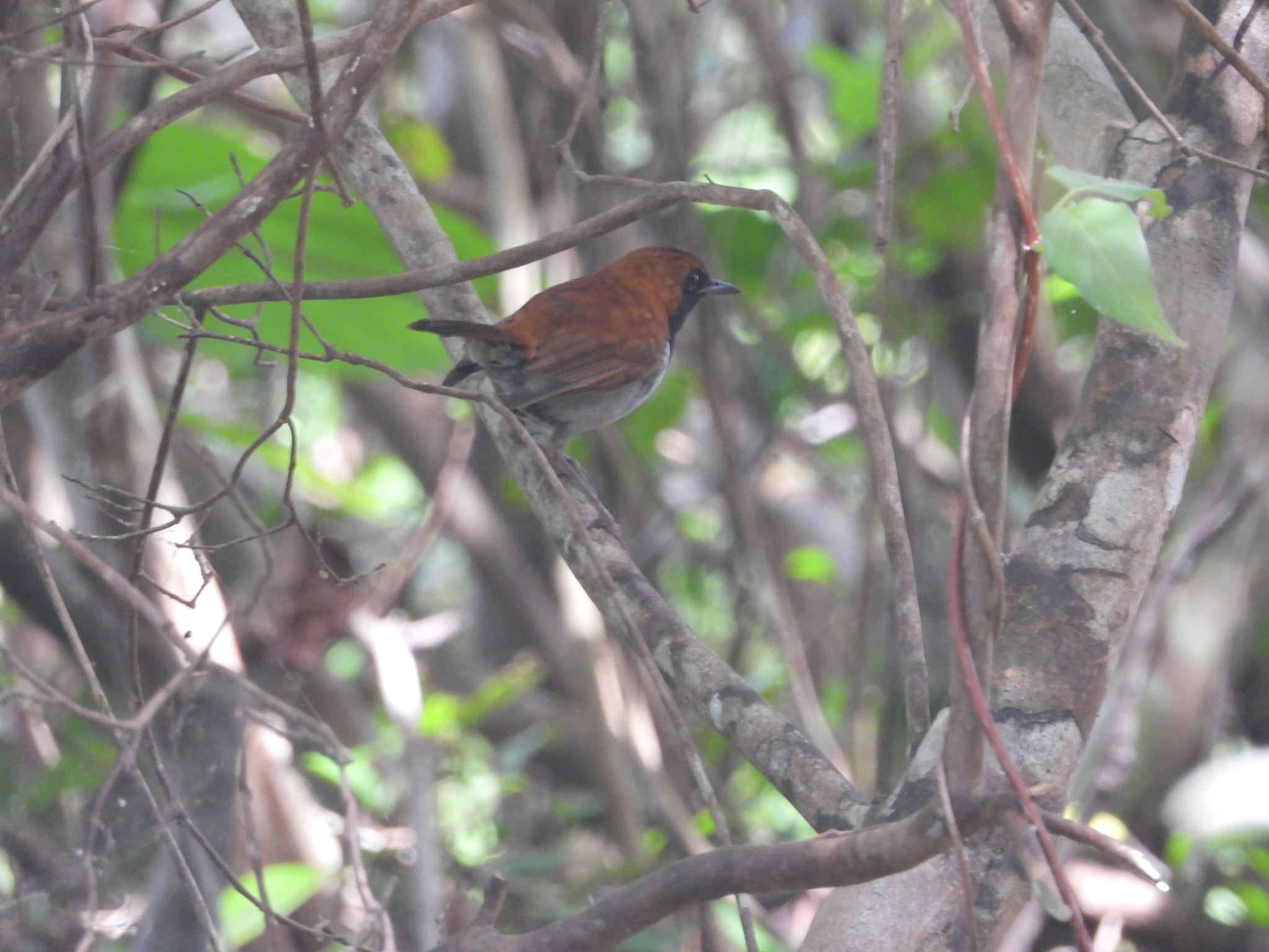 Okinawa Robin (Larvivora namiyei)
