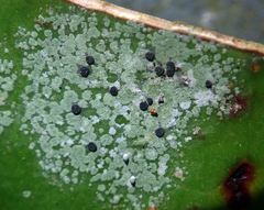 Calopadia subcoerulescens