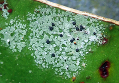 Calopadia subcoerulescens