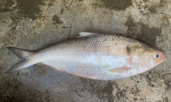 Hilsa photo 1