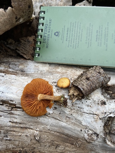 Gymnopilus observed 2023-10-29
