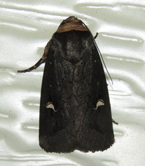 Proteuxoa cinereicollis