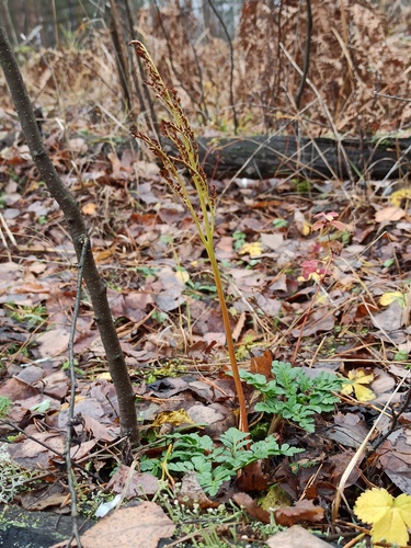 Leathery grapefern (Sceptridium multifidum)