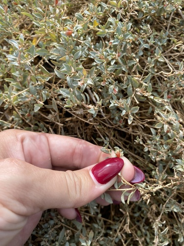 Atriplex semibaccata observed 2023-11-01