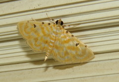 Notarcha aurolinealis