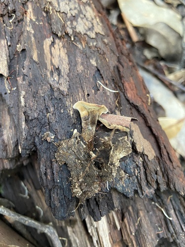Coltricia sp. 'HI01'