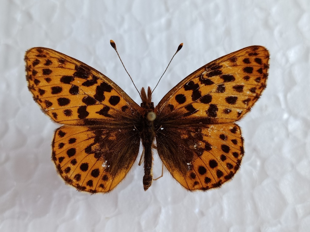 Boloria gong