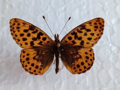 Boloria gong
