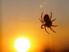 Araneae