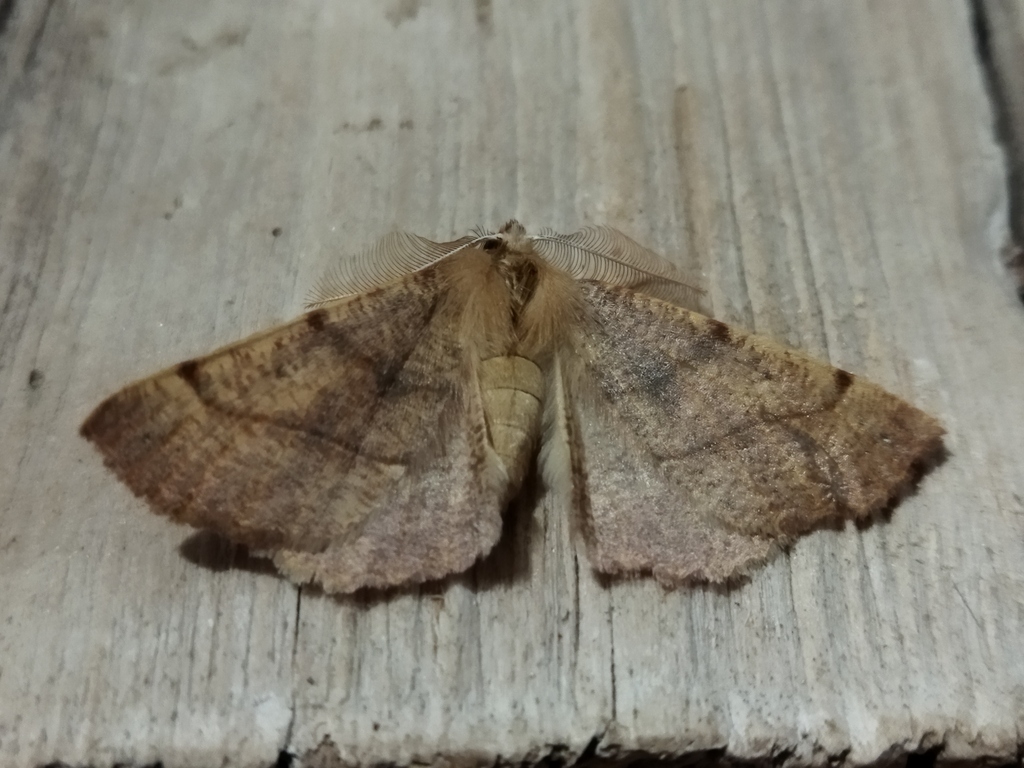Feathered Thorn