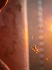 Araneae