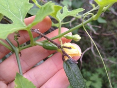 Cucurbitella asperata