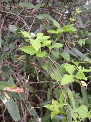 Cucurbitella asperata