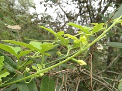 Cucurbitella asperata