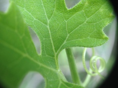 Cucurbitella asperata