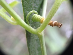 Cucurbitella asperata