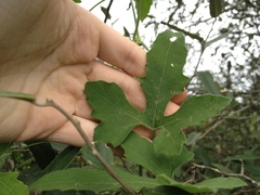 Cucurbitella asperata