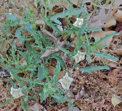 Chamaesaracha coronopus